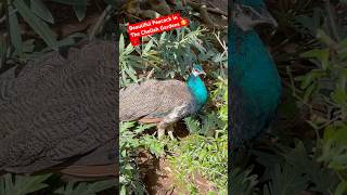 Beautiful Peacock In The Chellah Gardens 🥰🇲🇦shorts short [upl. by Irneh]