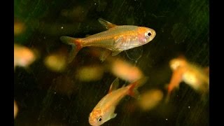 Ember Tetra Hyphessobrycon amandae Species Spotlight [upl. by Girish]