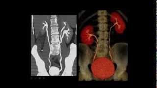 Anatomy revision part 1 by Dr Amr Saadawy [upl. by Hashim]