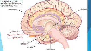 Excretion for IGCSE part 3 Osmoregulation [upl. by Negem967]