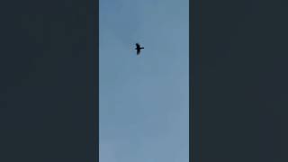 Two Blackbirds Roosting In Early November In Slow Mo birds avian nature [upl. by Aidam]