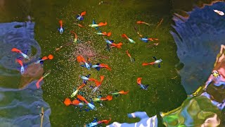 Massive And Colorful Guppies in This Mini Natural Outdoor Setup Farm [upl. by Misa]