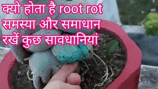 What is the reason Root rot in adenium plants [upl. by Maurreen]