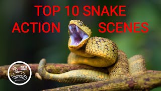 TOP 10 wild snake scenes THE BEST SNAKE ACTION snake hunt snake fight [upl. by Shulamith]