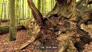 Landschaftsfotografie im Wald  Blende 8  Folge 110 [upl. by Marlena]