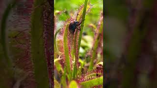 Sundew plant eating fly  Sticky carnivorous plant bug catcher carnivorousplants [upl. by Anitneuq]