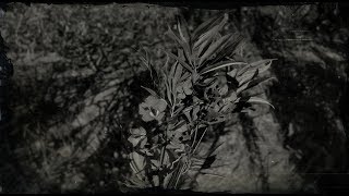 Oleander Sage Plant Location  Red Dead Redemption 2 RDR2 Herbs [upl. by Becca]