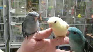 Lineolated Parakeets Talking [upl. by Eniaral738]