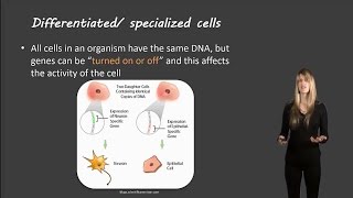 Cell differentiation [upl. by Eelarbed185]