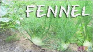 What Is Fennel  Flounder Over Braised Fennel Recipe [upl. by Isnam]