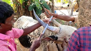 கொம்பு சீவியாச்சு ராவணன் 20Jallikattu Kalai Kombu😍❤️ [upl. by Opiuuk]