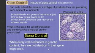 Gene Control Part 1 Eukaryotes [upl. by Ecnerol]