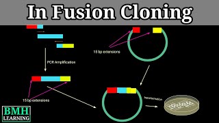 In Fusion Cloning [upl. by Nared]