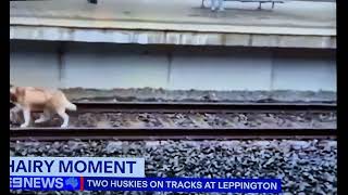 2 Husky dogs on train tracks at Leppington  they were rescued safely  26 September 2024 🐕🐕 🚆 [upl. by Arnie]