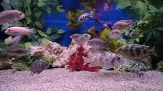 Closeup Fresh Water Swimming Fish Screensaver Malawi Aquarium [upl. by Leede957]