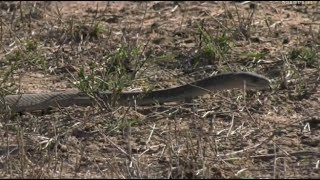 Safari Live  Dwarf Mongoose alarming to a Black Mamba Snake on drive this morning Nov 14 2017 [upl. by Ahtilat]