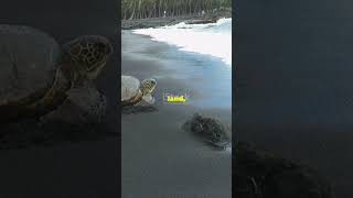 Sea Turtles Are Weird and Wonderful [upl. by Acker]