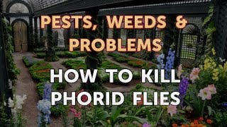 How to Kill Phorid Flies [upl. by Zoie940]