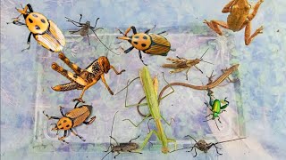 exotic insectscoconut beetles grasshoppers praying mantis frogs longhorned beetles [upl. by Quinton]