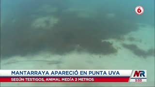 Video Turistas en Limón se llevaron susto por aparición de mantarraya en la playa [upl. by Landon753]