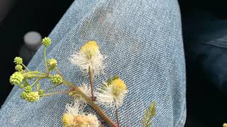 Desmanthus bicornutus cv JCU 4 flowers [upl. by Rosa178]