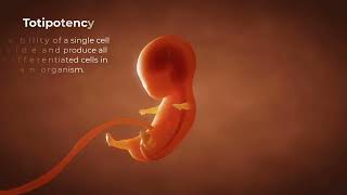 The Embryonic Orgin of Tissues for Anatomy and Physiology [upl. by Waldo]