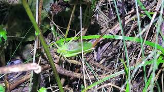 철써기의 울음소리 Calling song of Mecopoda niponensis [upl. by Justinian]