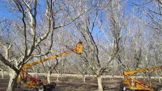 Walnuts  Pruning the Trees [upl. by Maillil]