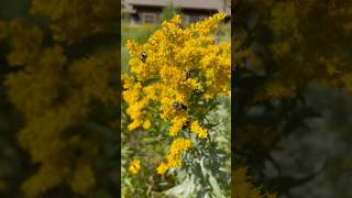 Hover flies vs Goldenrod pollinators goldenrod nativeplants [upl. by Sarson]