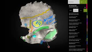 petrous part of temporal bone 1 [upl. by Jeffers739]