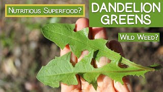 Dandelion Greens Wild Weed or Nutritious Superfood [upl. by Aelanna]