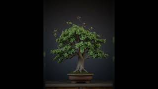 Enjoy a random grouping of bonsai trees and let me know what you think about it 😀 😉 bonsaiideas [upl. by Neetsuj]