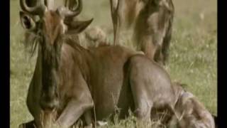 LA FORZA DI GAIA NEL PARCO SERENGETI IN TANZANIA 18 [upl. by Correy750]