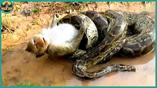 The Most Savage Moments Of Pythons Hunting And Eating Animals Alive [upl. by Emoreg]