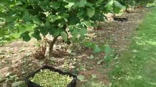 Roughway Farm  A Kentish Cobnut Plat at harvest time [upl. by Ahselef]