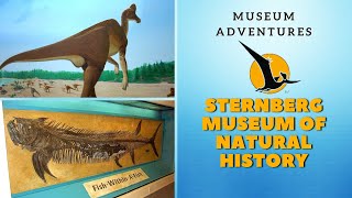 Museum Adventures Sternberg Museum of Natural History [upl. by Imotas817]