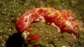 Fascinating Spanish Dancer Nudibranch [upl. by Donahoe]