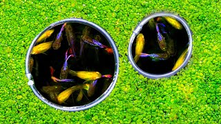 Easy DIY Fish Portals for Guppy Pond [upl. by Nenad]