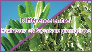 Différence entre Ravintsara et Ravensare aromatique  Dr Françoise Couic Marinier [upl. by Ehling]