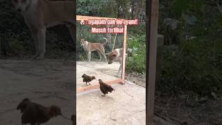 Penasaran Melihat Ayam berantemmalah ikutan 🤭🤣🤣 shortvideo funny feedvidio feed tertawa memes [upl. by Akemal]