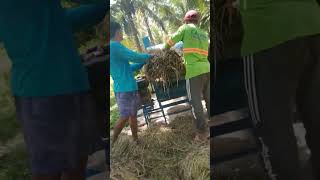 Anihan na naman ng Palay gamit ang Treser [upl. by Itsyrc]