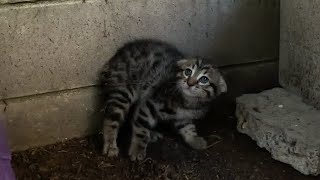 Scared feral kitten trusts a human for the first time [upl. by Coral805]