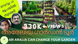 Aralia Garden Tour Aralia Plant care and propagationഅരളിയ Aralia varieties [upl. by Nymassej]