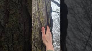 The bark of honey locust Gleditsia triacanthos tree arborist nature botany plants trees [upl. by Eedna222]