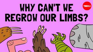 How do animals regrow their limbs And why cant humans do it  Jessica Whited [upl. by Leakim2]