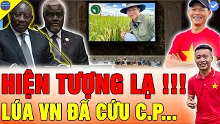 🔴Team Quang Linh Vlogs LÚA NƯỚC VIỆT NAM KHIẾN HÀNG LOẠT LÃNH ĐẠO CP SỬNG SỐT VỀ THÀNH CÔNG THẦN KỲ [upl. by Drarehs]