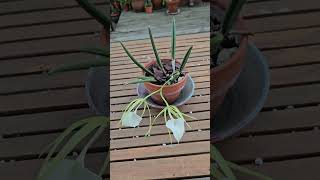 Brassavola nodosa orchid houseplants [upl. by Auohp]