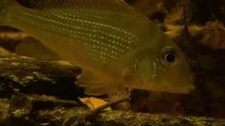 Geophagus Altifrons Araguari [upl. by Bullen]