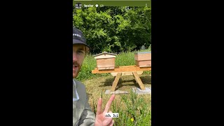 just Hozier talking about bees for 7 minutes [upl. by Almire]