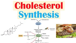 Cholesterol Synthesis  How Our Bodies Make Cholesterol [upl. by Neeka]